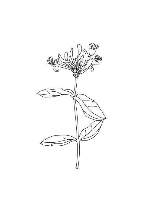 Camille Co. Ginger & Wild Honeysuckle botanical drawing by Design by ...