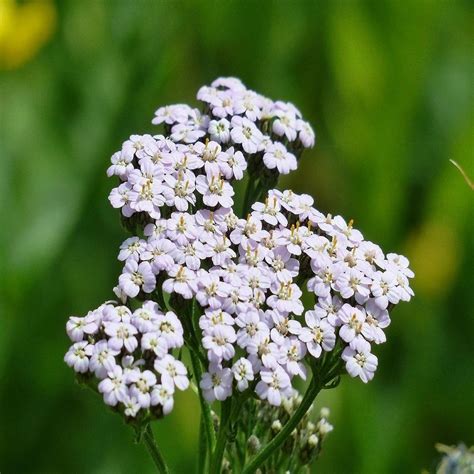 Yarrow Wild Flower Seed - Budget Seeds