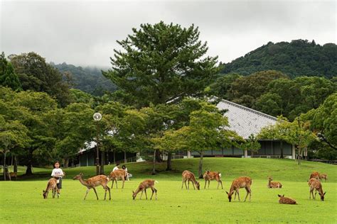 Nara Deer Park: A Great Day Trip from Osaka | Worldwide Walkers