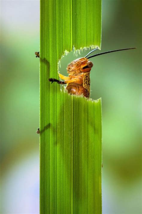 Close-Up Photos of a Grasshopper Eating a Plant (5 pics) - Izismile.com