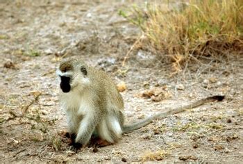 Vervet Monkey Facts: Lesson for Kids | Study.com