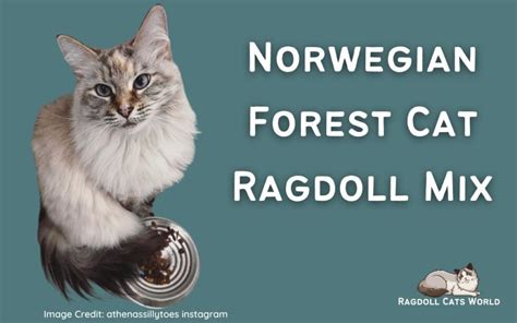 Norwegian Forest Cat Ragdoll Mix