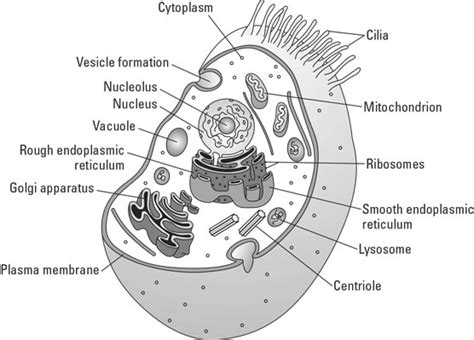 Cilia On A Cell