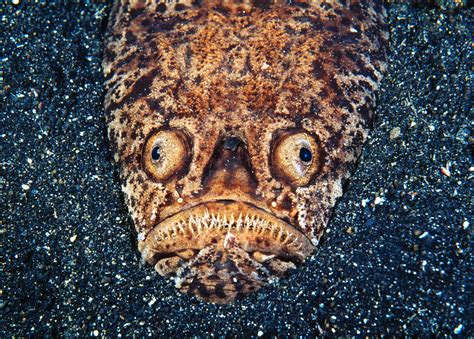 Absurd Creature of the Week: The Voracious Fish That Looks Like a Pug ...