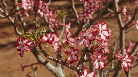 How to Care for a Desert Rose Plant | HowStuffWorks