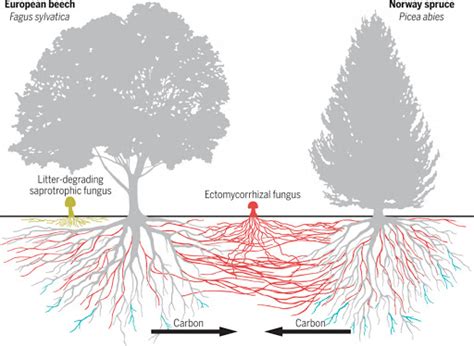 What is Wood Wide Web? - Civilsdaily