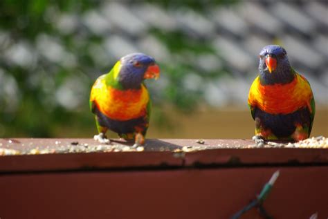 isley17027: Exotic birds of Australia