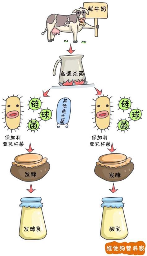 酸奶品种这么多，到底有啥区别？别再被商家忽悠了｜维他狗 - 知乎