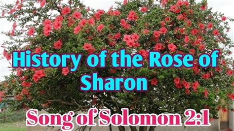 history of Rose of sharon from the holy bible - YouTube