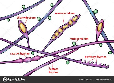 Structure Microscopic Fungi Microsporum Audouinii Illustration Anthropophilic Dermatophyte ...