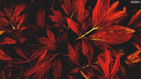 Ivan Trendafilov, Leaves, Nature, Red, Fall Wallpapers HD / Desktop and Mobile Backgrounds