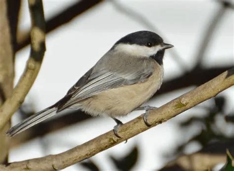 Look at the Coolest Birds: Your Guide for Yosemite National Park (2024)