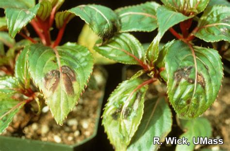 New Guinea Impatiens – Impatiens Necrotic Spot Virus (INSV) | Center for Agriculture, Food, and ...