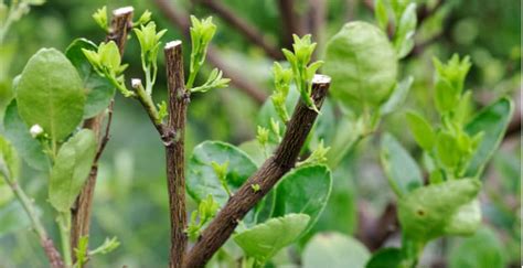 How to prune citrus trees. Most citrus trees only require minimal pruning by removing ...