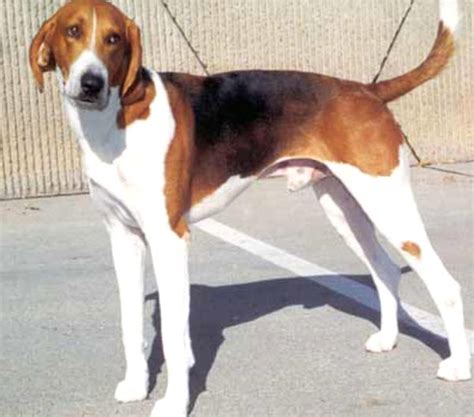 American Foxhound Dog: Origin, Characteristics, Lifespan