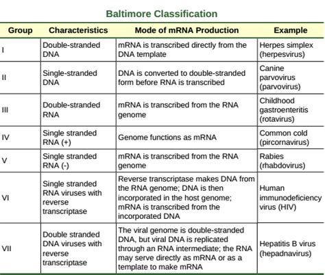 コレクション double-stranded dna viruses examples 735946-What is a double ...