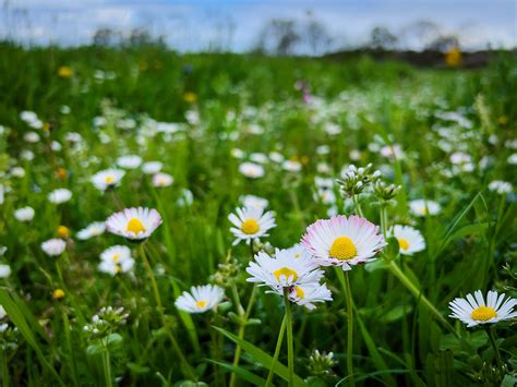 Garden, field and forest :: Behance