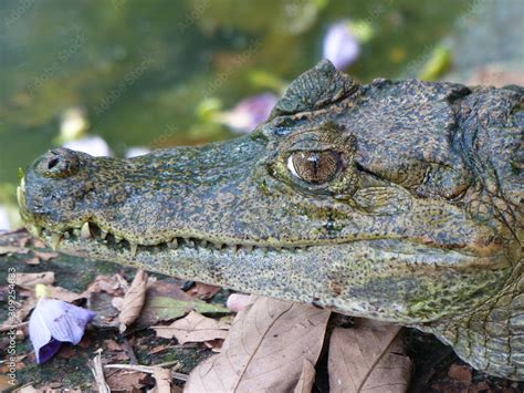 Yacare caiman (Caiman yacare) Alligatoridae family. Amazon rainforest, Brazil Stock Photo ...