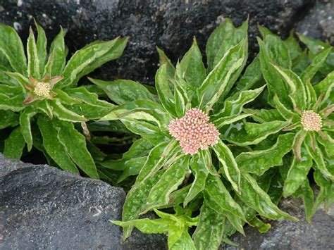 Wildflowers on Ireland's Inishmore Island