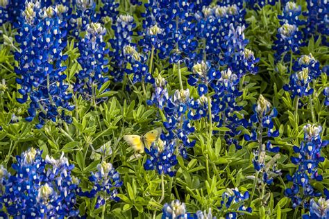 Where to See the Best Bluebonnets in 2018 — Jason Weingart Photography