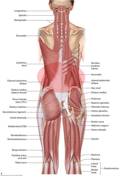 Lower Leg Muscles Tendons And Ligaments : Knee & Lower Leg | Efferisect