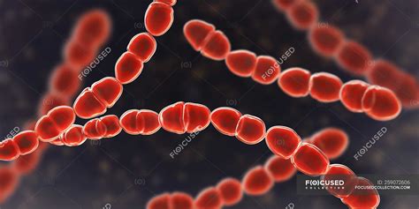 Digital illustration of red colored Streptococcus thermophilus bacteria for dairy food industry ...