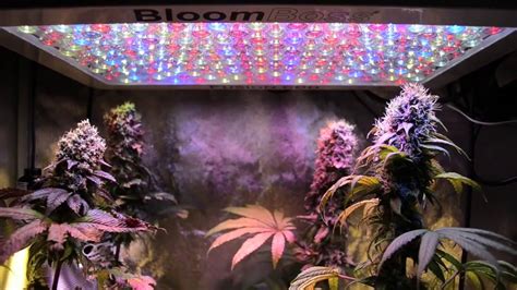 Indoor Garden Setup Help - LED Grow 1 - 8 weeks in flower - YouTube