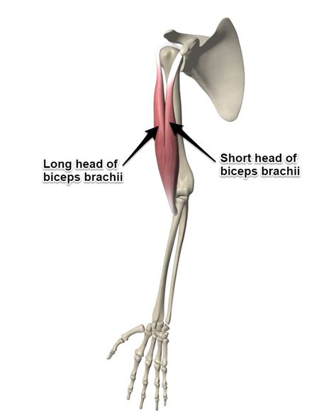 The Biceps Brachii Muscle - Yoganatomy