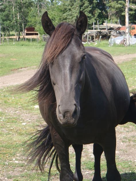 Canadian Horse Breeder - Canadian Hay Ranch - Canadian Horse Breeder in Calgary