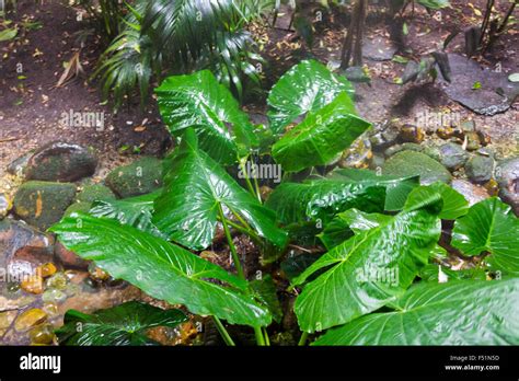 Giant Taro leaves (Alocasia Stock Photo - Alamy