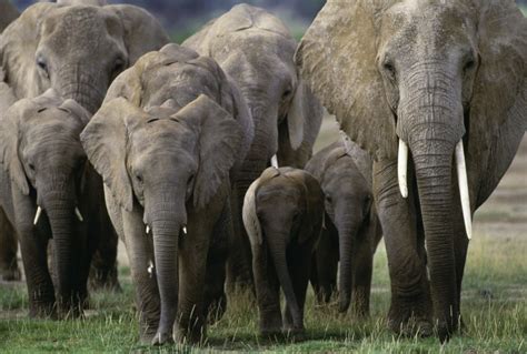 African Elephant Herd, Amboseli National Park, Kenya - Art Wolfe