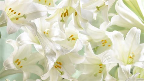 🔥 [50+] Easter Lilies Wallpapers | WallpaperSafari