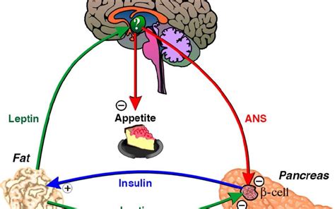 Leptin and Ghrelin Balance - Get it Right! | Annie Clark