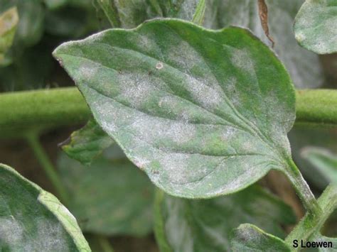 Powdery Mildew-Ontario CropIPM