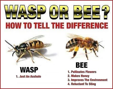 Yep... | Wasp stings, Hornet sting, Wasp sting remedy