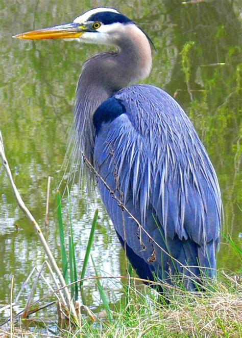 Pin on Birds, feathered friends