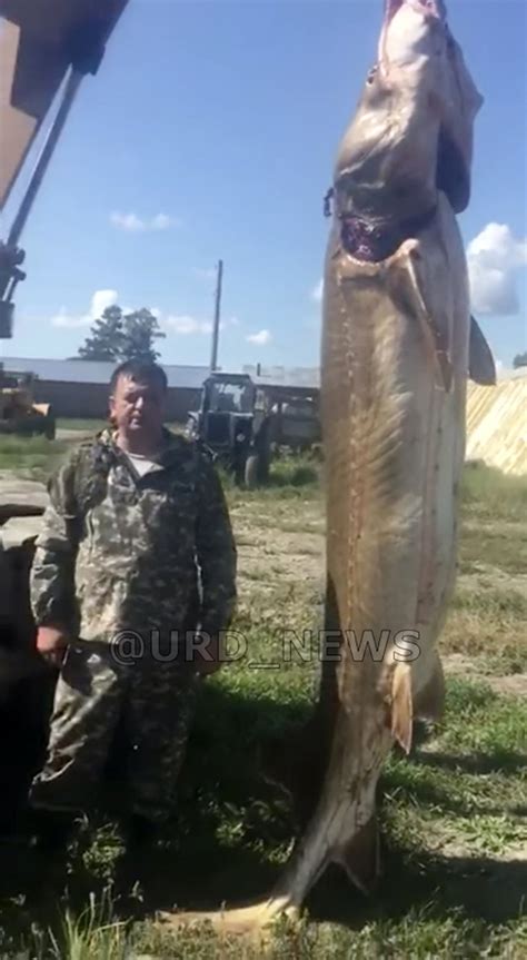 Poaching scandal over video showing catch of ‘largest freshwater fish in world’