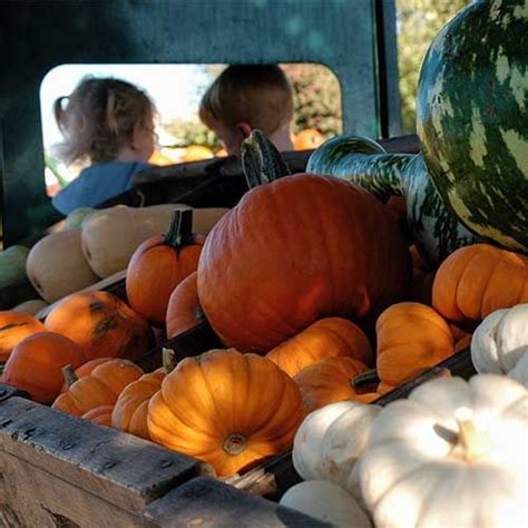 Best Pumpkin Farms Near Me — Top Pumpkin Farms Near Me To Visit In 2021