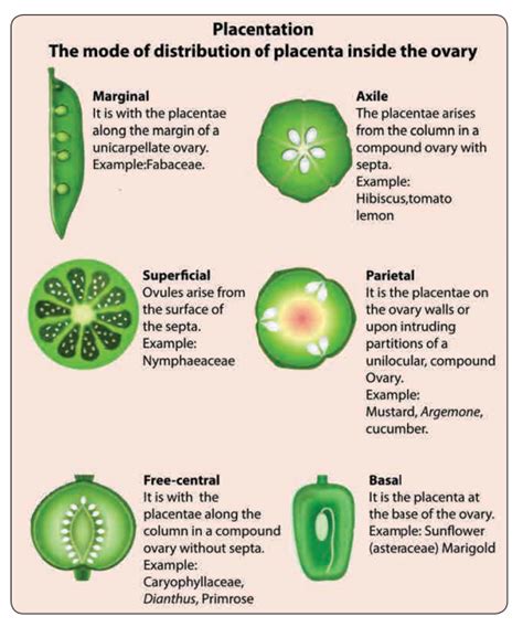 Answer the following questions - Reproductive Morphology of Angiosperm ...