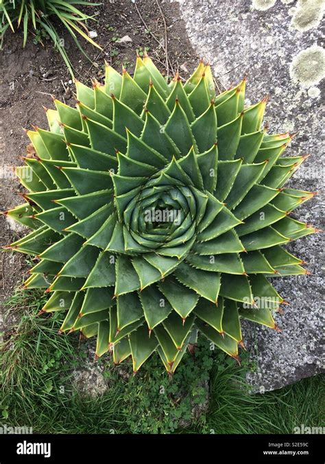 Nature’s “golden ratio” cactus plant Stock Photo - Alamy