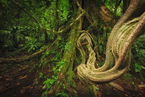 Photo Tip of the Week: How to Shoot Beautiful Rainforest Landscapes - Australian Photography