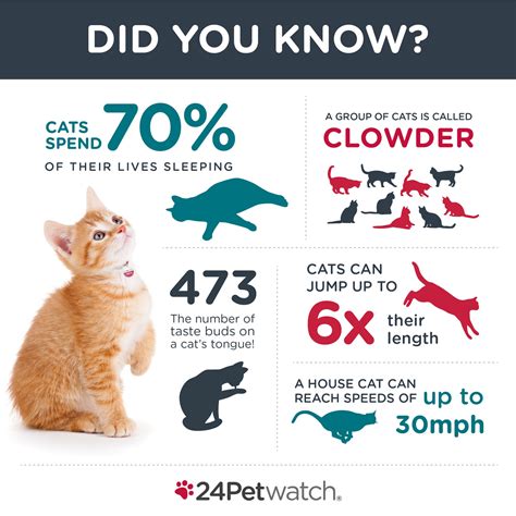 24Petwatch: Five Amazing Cat Facts