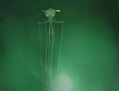 WATCH: The Bigfin Squid Will Haunt Your Dreams – Sick Chirpse