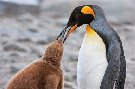 King Penguin Feeding A Chick Photograph by Gabrielle Therin-weise - Fine Art America