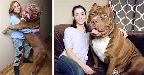 Meet Pit Bull Hulk – The Largest Pit Bull Ever | Bored Panda