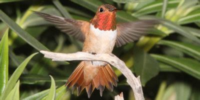 Rufous Hummingbird, identification, characteristics, coloration, size ...