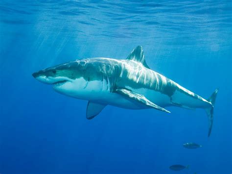 Great Barrier Reef Sharks Underwater