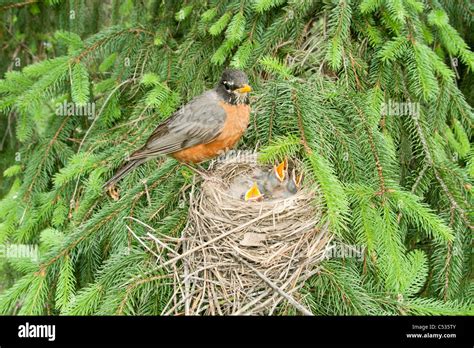 American Robin at Nest Stock Photo - Alamy