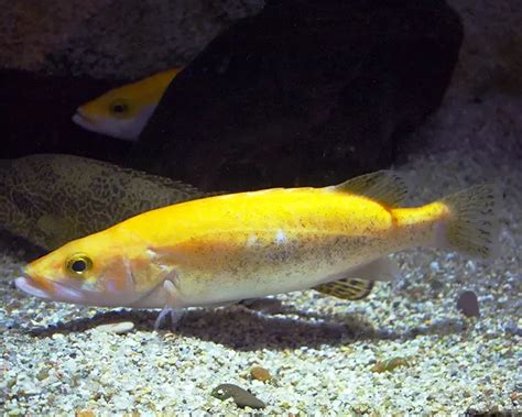 Golden mandarin fish - Facts, Diet, Habitat & Pictures on Animalia.bio