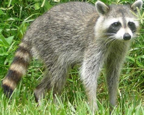 Species Profile: Procyon lotor – Northern Raccoon » Bella Vista Property Owners Association